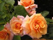foto Flores do Jardim Polyantha Rosa, Rosa polyantha laranja
