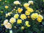 keltainen Polyantha Ruusu
