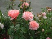 růžový Grandiflora Růže