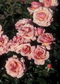 foto Have Blomster Grandiflora Steg, Rose grandiflora pink