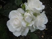 photo Garden Flowers Grandiflora rose, Rose grandiflora white