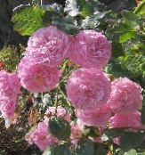 ροζ Αυξήθηκε Rambler, Αναρρίχηση Τριαντάφυλλο