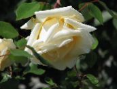 foto Have Blomster Steg Rambler, Klatring Rose, Rose Rambler gul