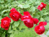 foto Flores do Jardim Rosa Rambler, Subindo Rosa, Rose Rambler vermelho