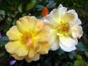 fotografija Vrtno Cvetje Rose Pritlehna, Rose-Ground-Cover rumena