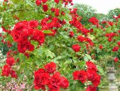 fotografie Zahradní květiny Růže Půdopokryvná, Rose-Ground-Cover červená