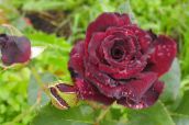 photo les fleurs du jardin Rosier Hybride De Thé, Rosa vineux
