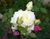 zdjęcie Ogrodowe Kwiaty Hybrydowe Herbaty Wzrosła, Rosa biały