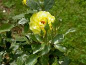 foto Flores do Jardim Rosa De Chá Híbrido amarelo