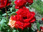 kuva Puutarhakukat Hybridi Teetä Ruusu, Rosa punainen