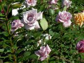 снимка Градински цветове Хибриден Чай Роза, Rosa люляк