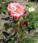 kuva Puutarhakukat Hybridi Teetä Ruusu, Rosa oranssi