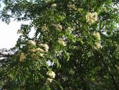 foto Have Blomster Røn, Sorbus aucuparia hvid