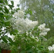 white Common Lilac, French Lilac