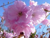 fotografie Záhradné kvety Prunus, Slivka ružová