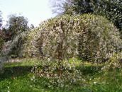 фотографија Баштенске Цветови Прунус, Плум Трее, Prunus бео