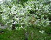 fotografija Vrtno Cvetje Prunus, Plum Tree bela