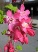 фото Садовые цветы Смородина, Ribes красный
