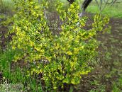 фото Садовые цветы Смородина, Ribes желтый