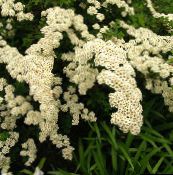 photo les fleurs du jardin Spirée, Le Voile De Mariée, Maybush, Spiraea blanc