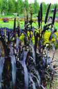foto Aiataimed Hirss teravilja, Panicum purpurne