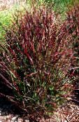 foto Vrtne Biljke Proso trave (žitarice), Panicum vinski