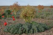 zdjęcie Ogrodowe Rośliny Rabarbar dekoracyjny-liście, Rheum ciemno-zielony