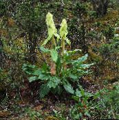 zdjęcie Ogrodowe Rośliny Rabarbar dekoracyjny-liście, Rheum jasno-zielony