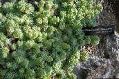 nuotrauka Sodo Augalai Rosularia sukulentai šviesiai žalia