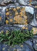 foto Haveplanter Rustyback Bregne, Rustne-Back Bregne, Skællende Spleenwort, Ceterach grøn