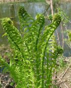zdjęcie Ogrodowe Rośliny Strausnik paprocie, Matteuccia, Pteris nodulosa zielony