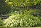 foto Gartenpflanzen Hakone Gras, Japanische Gras getreide, Hakonechloa hell-grün