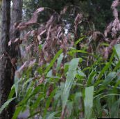 фото Садовые Растения Хасмантиум злаки, Chasmanthium коричневый