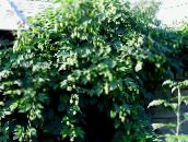 foto Le piante da giardino Luppolo ornamentali a foglia, Humulus lupulus verde