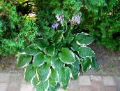 foto Trädgårdsväxter Groblad Lilja dekorativbladiga, Hosta brokiga