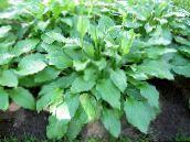 foto Trädgårdsväxter Groblad Lilja dekorativbladiga, Hosta grön