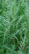 photo Garden Plants Bottlebrush Grass cereals, Hystrix patula green