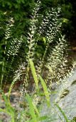 fotografija Vrtne Rastline Steklenic Trava žito, Hystrix patula svetlo-zelena