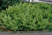 фото Садовые Растения Щитовник папортники, Dryopteris зеленый