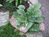 yeşil Sibirya Bugloss, Yanlış Unutma Beni Değil, Çok Yıllık Unutma Beni Değil Yapraklı Süs