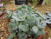 bilde Hageplanter Helichrysum, Karri Plante, Immortelle grønne pryd sølv
