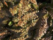 foto Le piante da giardino Nuovi Bottoni In Ottone Zelanda ornamentali a foglia, Cotula leptinella, Leptinella squalida marrone