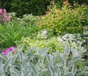 nuotrauka Sodo Augalai Ėriuko Ausis lapinės dekoratyviniai augalai, Stachys sidabrinis