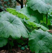 foto Trädgårdsväxter Parasollblad, Shieldleaf Roger Blomma dekorativbladiga, Astilboides-tabularis grön