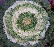 fotografie Záhradné rastliny Kvitnúce Kapusta, Kel Okrasných, Collard, Cole dekoratívne a listnaté, Brassica oleracea biely
