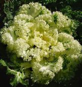 zdjęcie Ogrodowe Rośliny Ozdobne Kapusty dekoracyjny-liście, Brassica oleracea żółty
