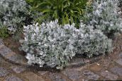 foto Tuinplanten Stoffige Molenaar, Zilver Jacobskruiskruid lommerrijke sierplanten, Cineraria-maritima zilverachtig