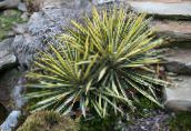 photo des plantes de jardin L'aiguille De Adam, Yucca Spoonleaf, Aiguille Palme les plantes décoratives et caduques, Yucca filamentosa panaché