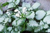 foto Le piante da giardino Ortica, Ortica Morta Maculato ornamentali a foglia, Lamium-maculatum bianco