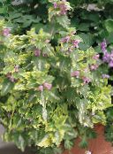 bilde Hageplanter Døde Nesle, Flekket Døde Brennesle grønne pryd, Lamium-maculatum flerfarget